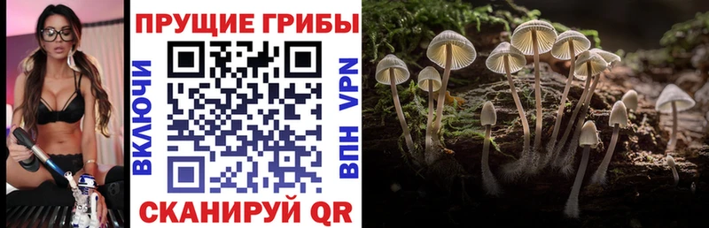 мега tor  наркотики  Рыбное  Галлюциногенные грибы MAGIC MUSHROOMS 